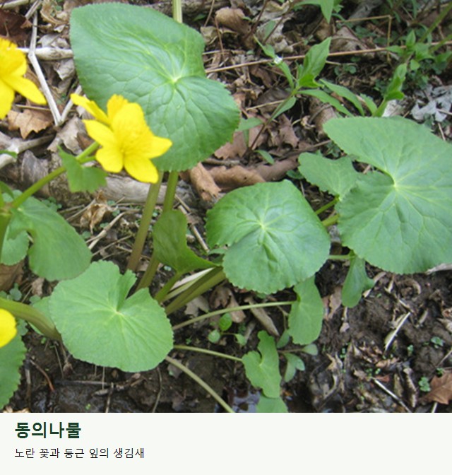 동의나물의 노란 꽃과 둥근 잎. 꽃 주변의 잎 모양도 함께 살펴보세요.