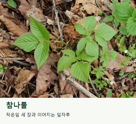 참나물의 잎. 세 갈래로 나뉘는 잎 구성과 가장자리 톱니를 살펴보세요.