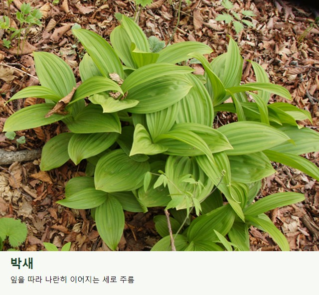 박새의 넓은 잎. 뚜렷한 세로 주름과 잎이 겹쳐 붙은 모습을 살펴보세요.