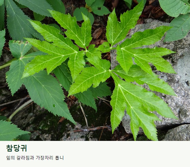 참당귀의 잎. 작은잎이 갈라지는 방식과 전체 잎 구성을 살펴보세요.