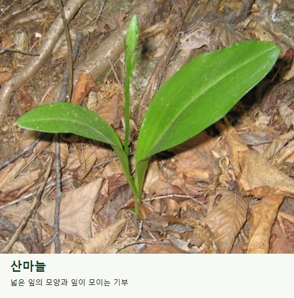 산마늘의 잎. 땅 가까이에서 올라오는 넓은 잎의 모양을 살펴보세요.