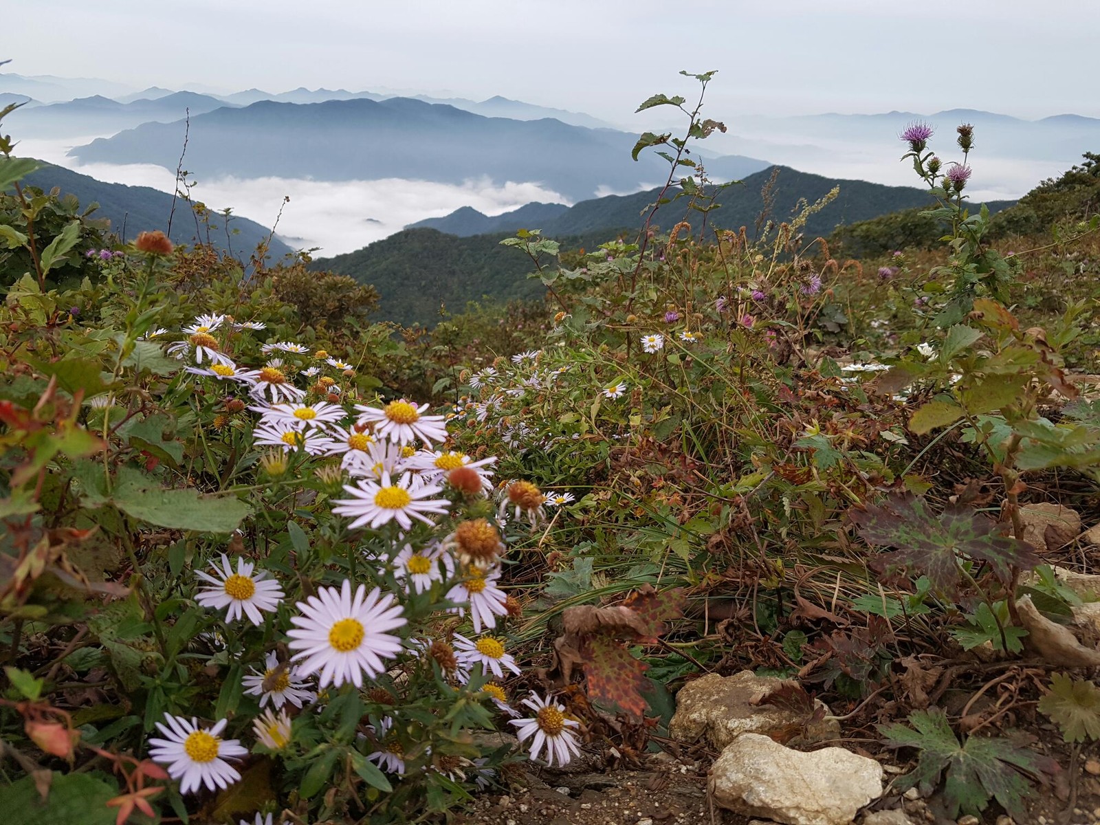 산 능선을 배경으로 연보라색과 노란색 꽃머리가 핀 국화과 풀꽃들