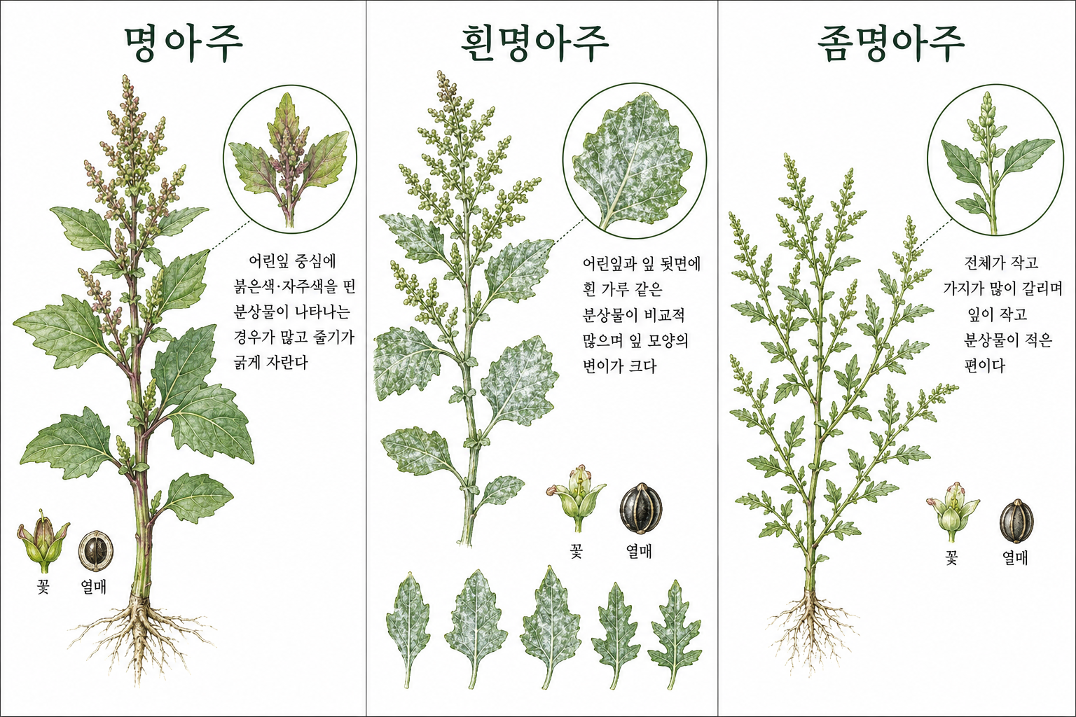 명아주 vs 흰명아주 vs 좀명아주 비교 세밀화