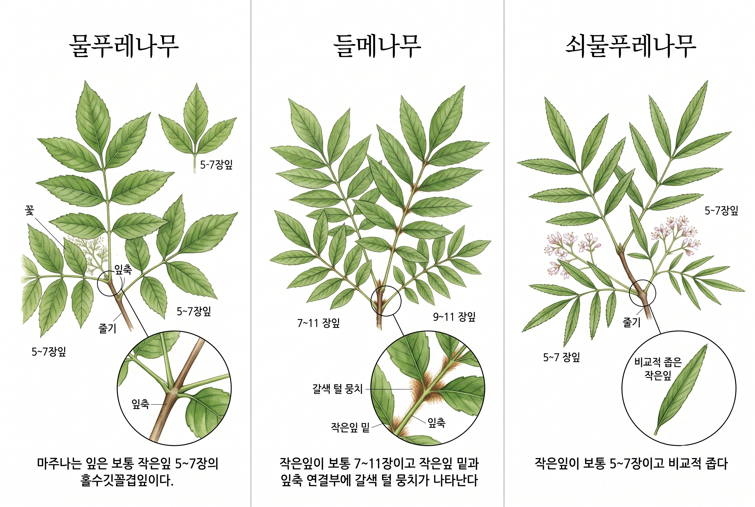 물푸레나무 vs 들메나무 vs 쇠물푸레나무 비교 세밀화