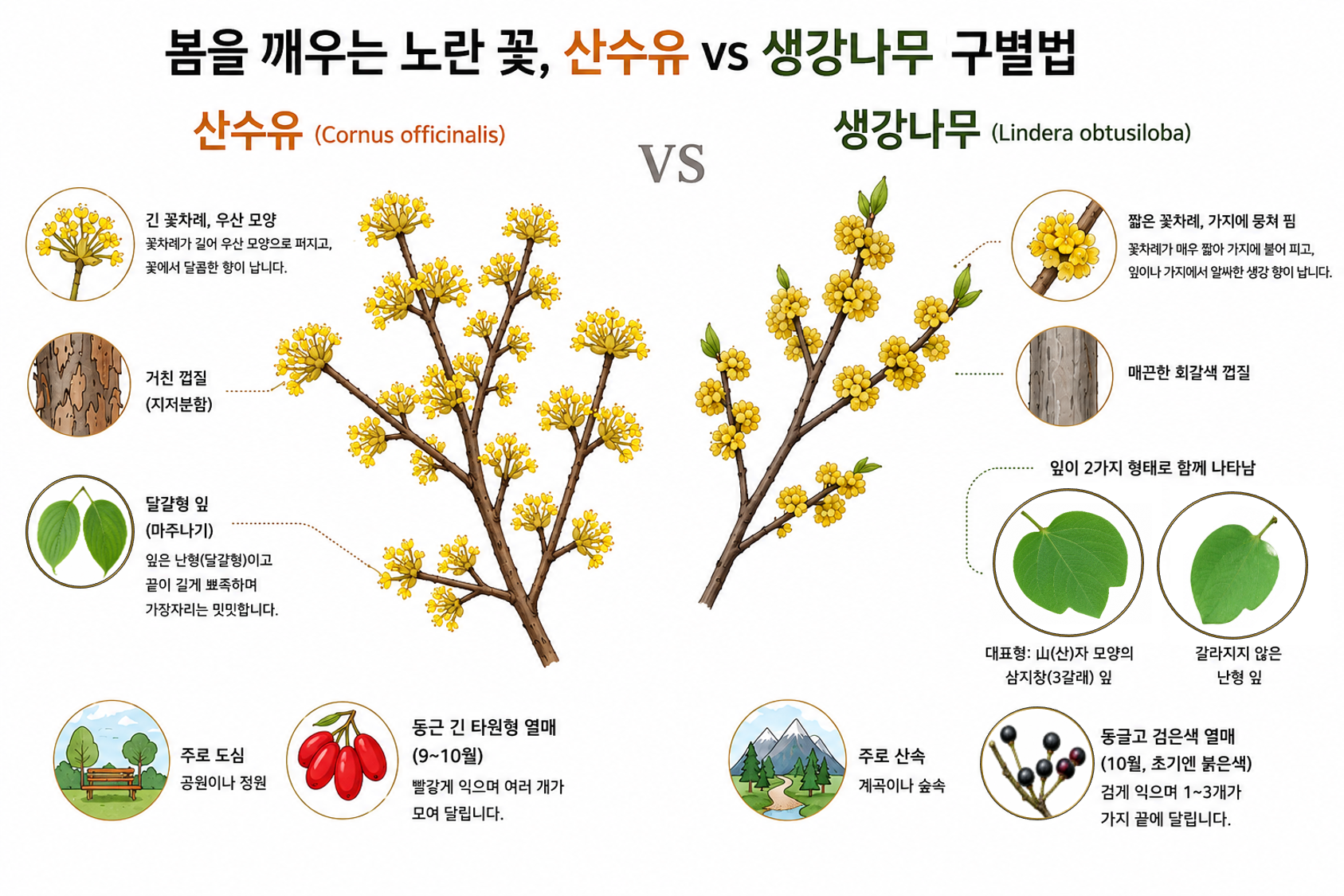 산수유 vs 생강나무 비교 세밀화
