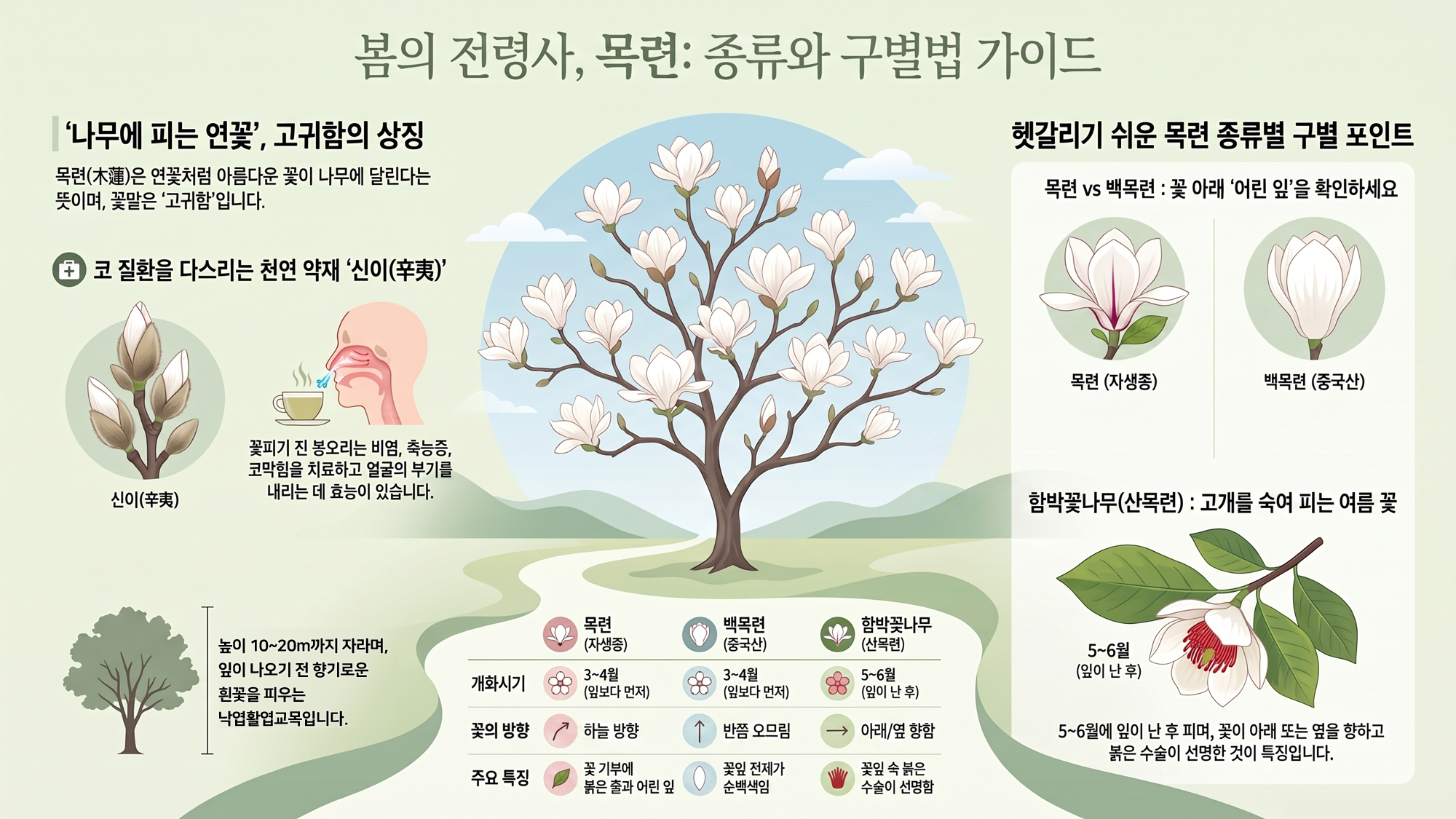 함박꽃나무 vs 목련 vs 백목련 비교 세밀화