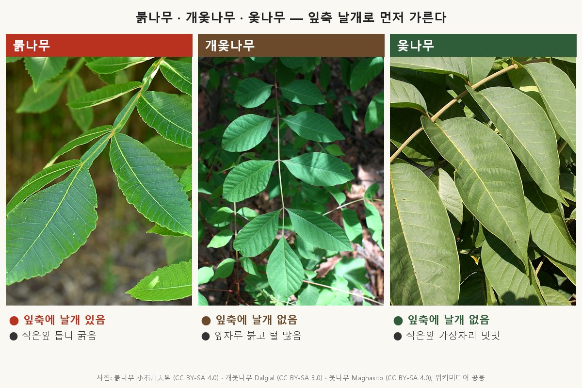 붉나무 vs 개옻나무 vs 옻나무 비교 세밀화