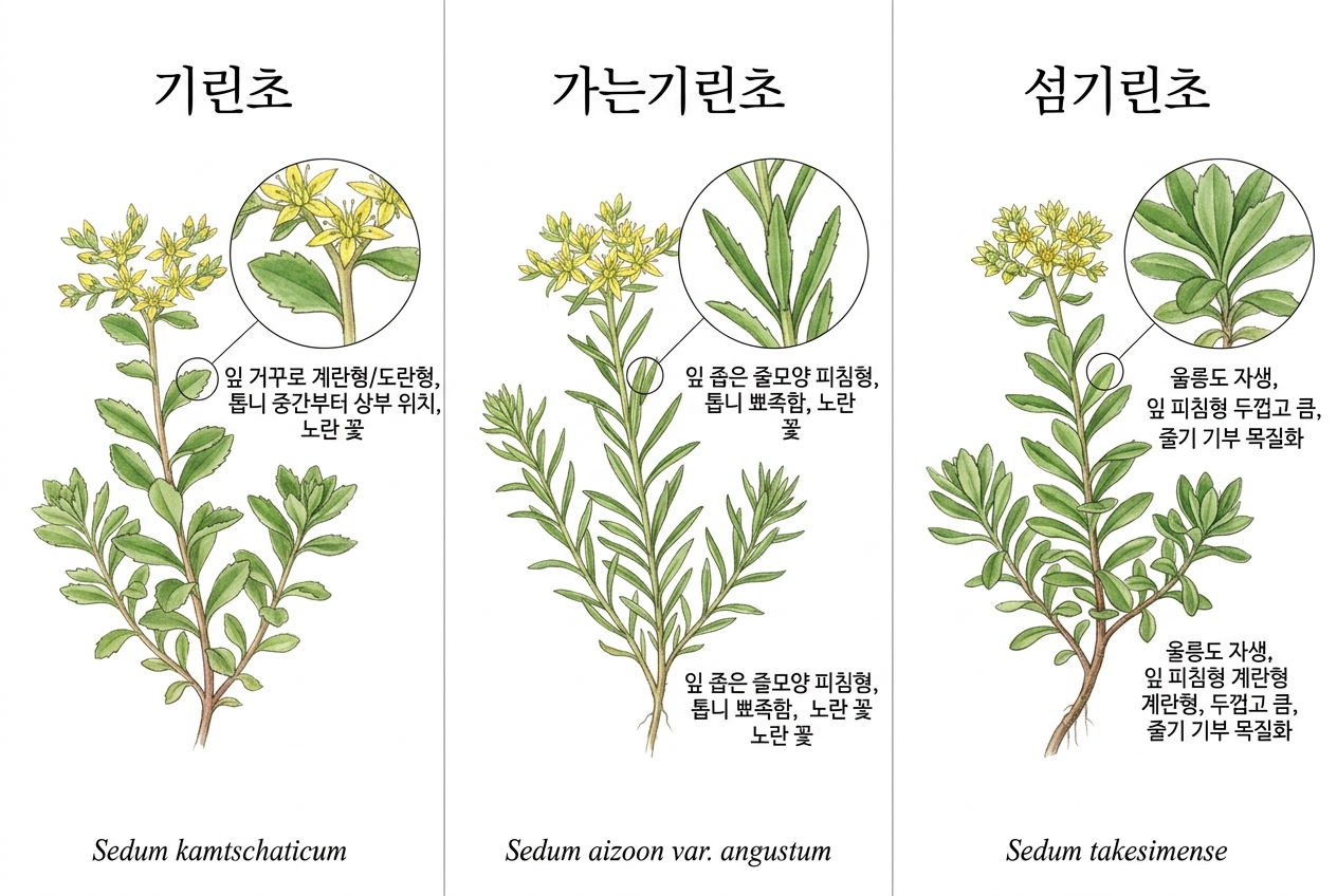 기린초 vs 가는기린초 vs 섬기린초 비교 세밀화