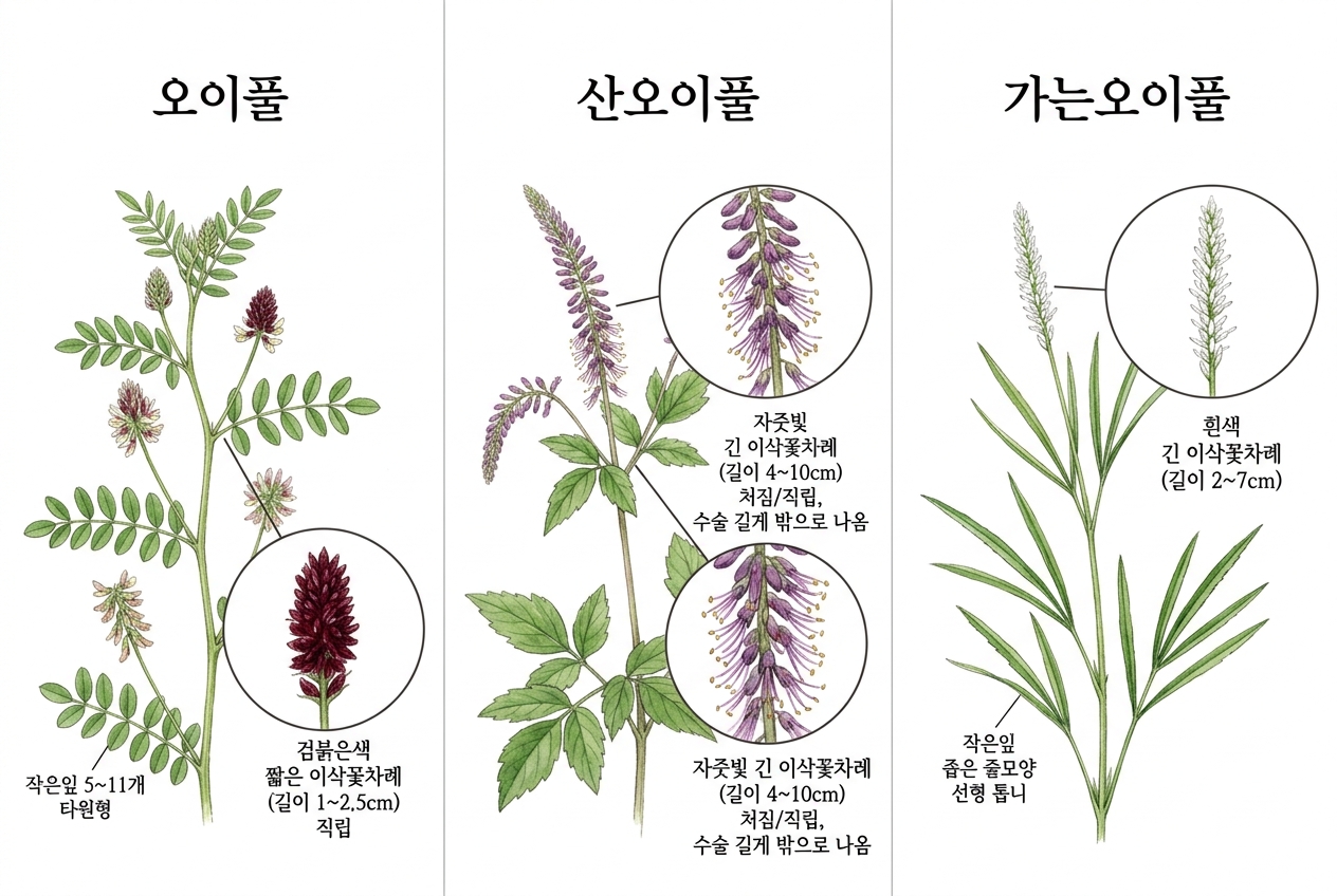 오이풀 vs 산오이풀 vs 가는오이풀 비교 세밀화